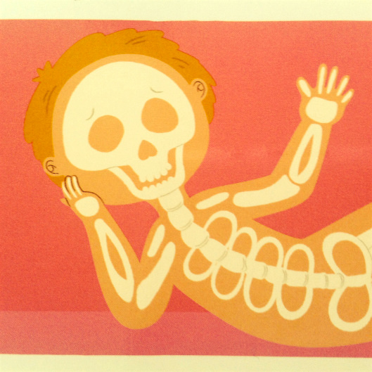 Anatomie_Humeurdemoutard