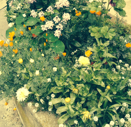 Fleurs_Humeurdemoutard