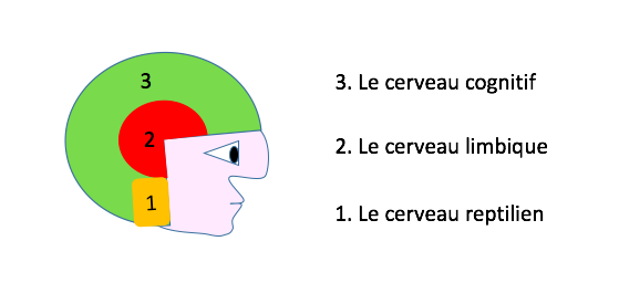 cerveau