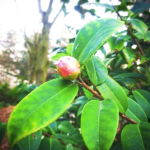 SupplementDAme_Humeurdemoutard