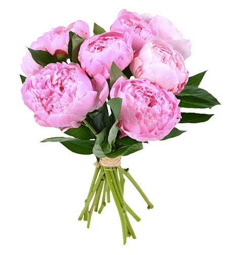 Aquarelle_Humeurdemoutard