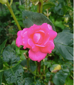 Fleurfragile_Humeurdemoutard